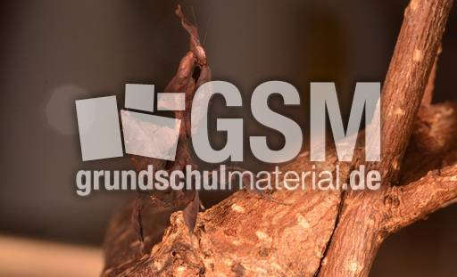 Geistermantis (2).jpg